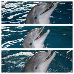 Els tres últims dofins del Zoo de Barcelona ja s'han traslladat a Atenes (Grcia)