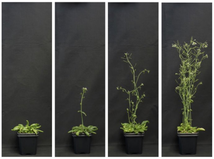 Científicos españoles desarrollan estrategias para decidir la floración de plant