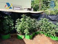 Dos detenidos por ocultar una plantación de marihuana en un chalet de Alcalá de Guadaíra (Sevilla) con casi 220 plantas