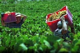 Temporeros Trabajando En La Vendimia Temprana En El Condado De Huelva.