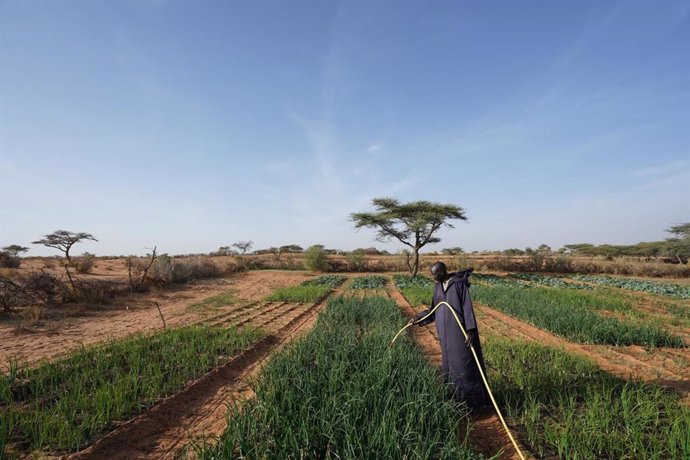 Un hombre riega sus cosechas cerca de Lampsar, una comunidad a unas 12 millas de la ciudad de Saint Louis en la cuenca baja del río Senegal en África occidental.