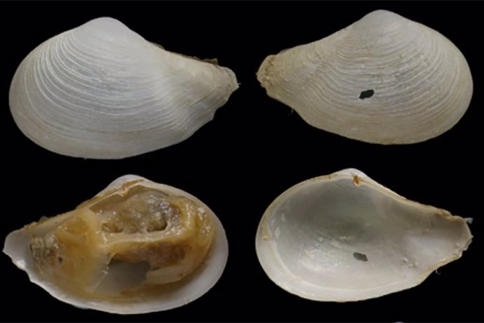 Especies analizadas en el golfo de Cádiz