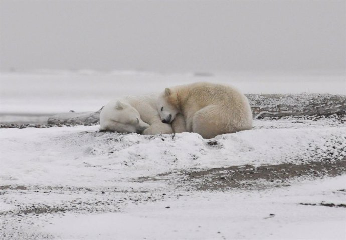 Clima.- Un estudio advierte de la extinción casi total de los osos polares para 