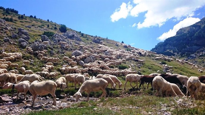 Medio millón de euros para los ganaderos con explotaciones en zonas con presenci