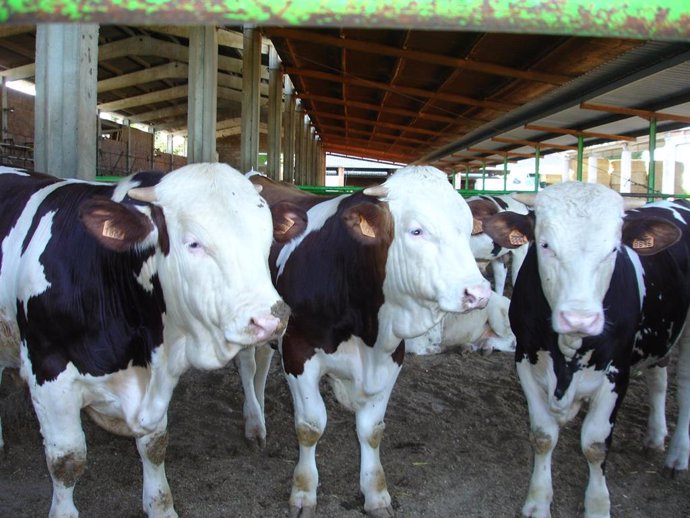 Explotación Bovina.     