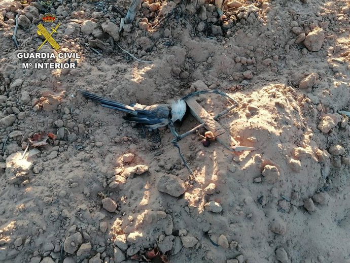 Arte de caza de aves fringílidos.