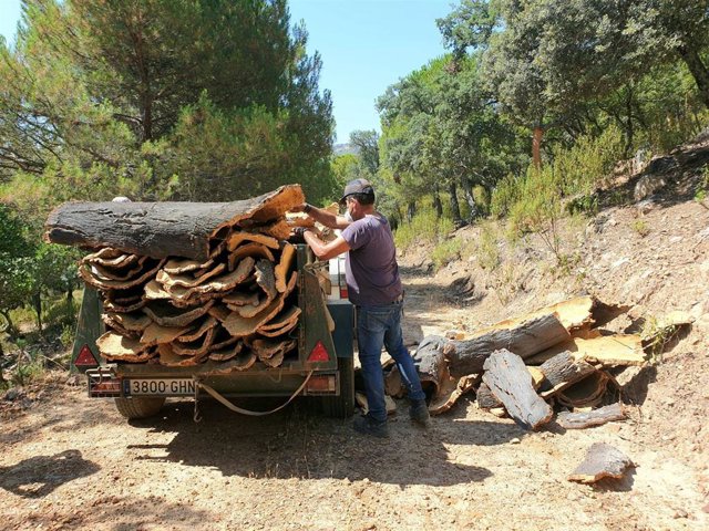 Extracción de corcho en el Parque Natural de Despeñaperros