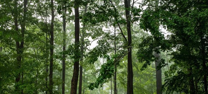 Un bosque del estado de Nueva York después de la lluvia.