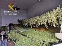 Cuatro detenidos en Utrera (Sevilla) con un cultivo de 741 plantas de marihuana y varias armas de fuego