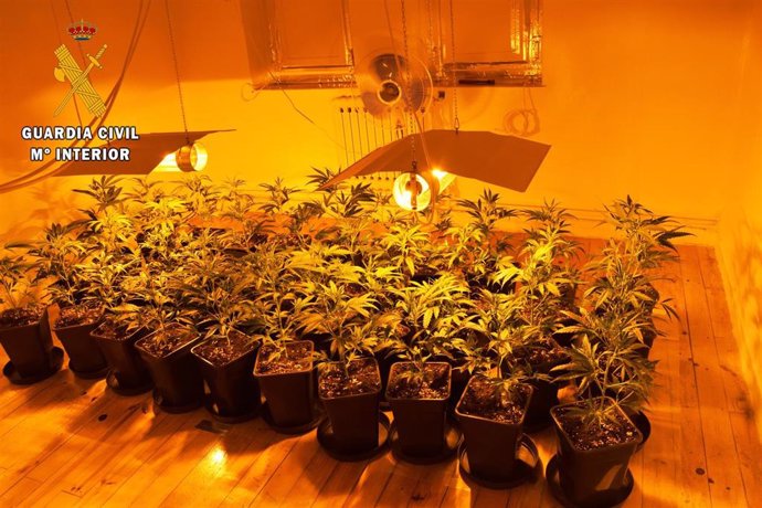 Plantación de marihuana en Las Regueras.
