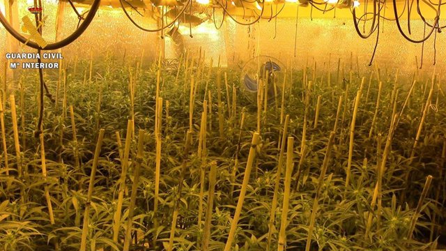 La Guardia Civil desarticula una organización criminal dedicada al tráfico y cultivo de marihuana en Ajofrín.
