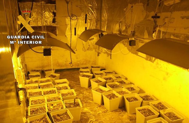 La Guardia Civil desmantela una plantación "indoor" de cannabis sativa ubicada en una vivienda de Almansa.