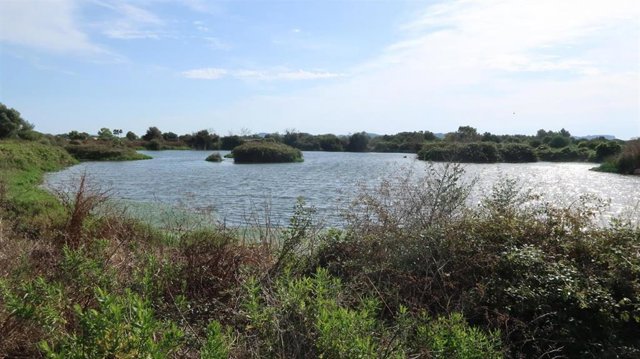 Son Navata (Felanitx)