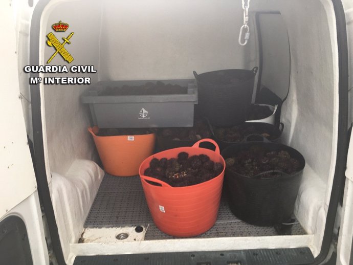 La Guardia Civil desarticula un grupo que comercializaba en Galicia marisco furt