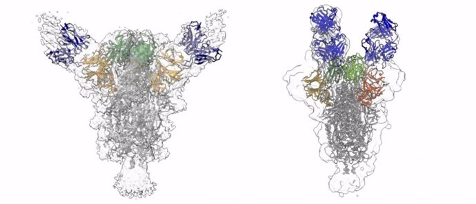 Las reconstrucciones muestran cómo dos anticuerpos diferentes (azules) se unen a la proteína de punta del virus del SARS-CoV-2.