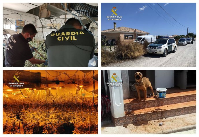 Sucesos.- Detenida una pareja por cultivar un invernadero de marihuana con más d