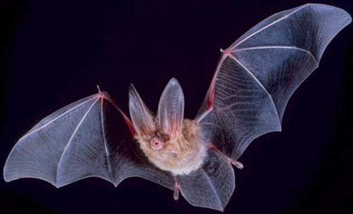 Revelada la base genética de los superpoderes de los murciélagos