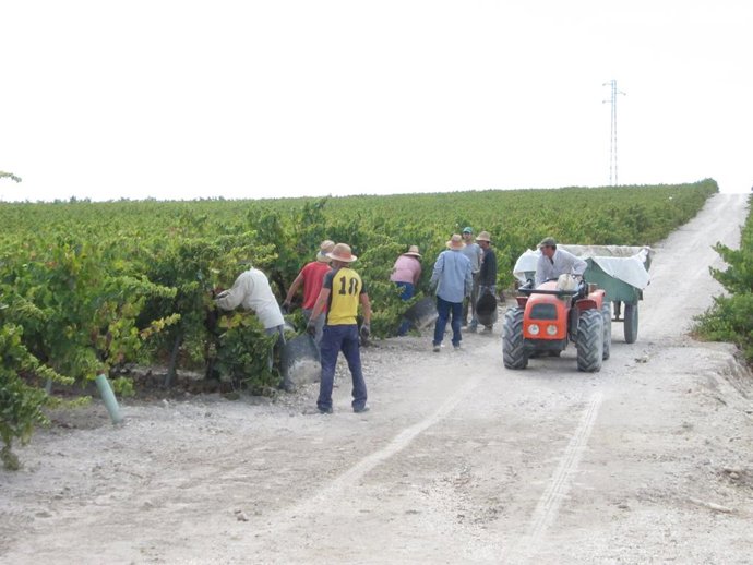 Córdoba.- Comienza la vendimia en Montilla-Moriles, una de las primeras de Europ
