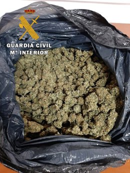 Cogollos de marihuana intervenidos
