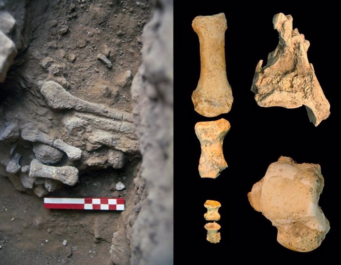 Una mujer neandertal del Pleistoceno, identificada por restos de su pie