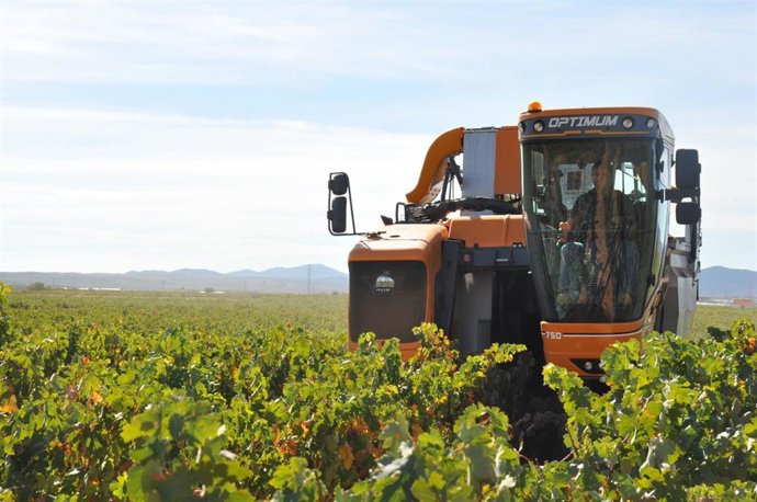 La Denominación Cariñena prevé vendimir 89 millones de kilos.