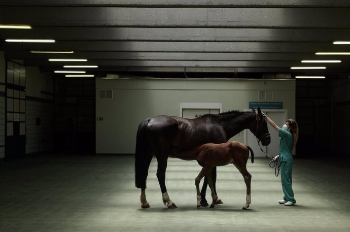 Una veterinaria pasea a dos caballos durante la visita de la presidenta de la Comunidad, Isabel Díaz Ayuso, al Hospital Clínico Veterinario de la Universidad Complutense de Madrid (UCM) y la sede de Vigilancia Sanitaria Veterinaria (VISAVET)