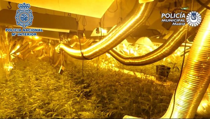 AMP.- Detenido por cultivar marihuana en casas deshabitadas de sus vecinos a las
