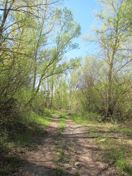 Camino en el Pirineo aragonés