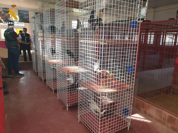 Gallos de pelea localizados en un reñidero clandestino en Albolote (Granada)
