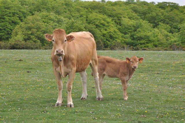 Una vaca y su ternero, en Urbasa