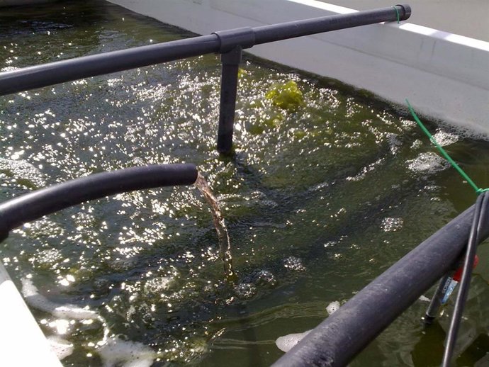 Purines de granjas porcinas