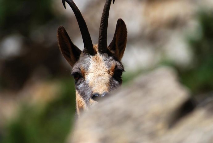 Imagen de un sarrio.