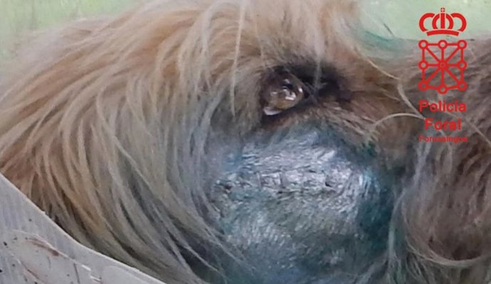 Imputado un vecino del Valle de Leitzaran por disparar a un perro.