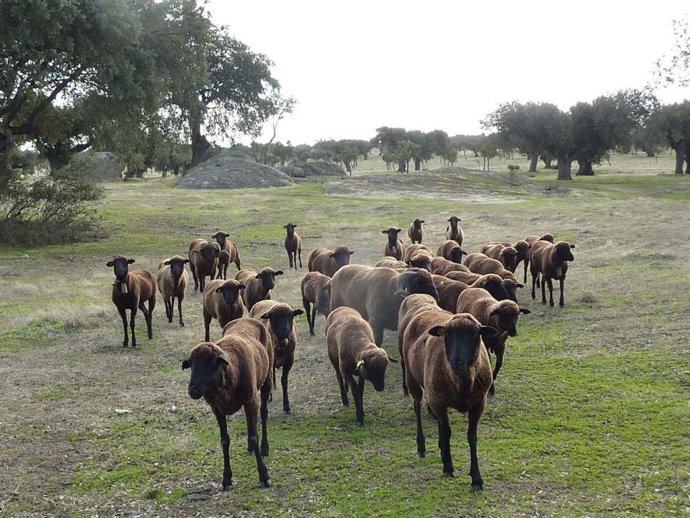 Explotación ganadera extremeña