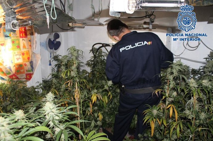 Plantación de marihuana intervenida en una vivienda de Granada tras un incendio