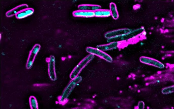 Las células de E. Coli que contienen el sistema CBASS (formas ovales rosadas) destruyen sus propios genomas (azul) después de la infección con el bacteriófago lambda.