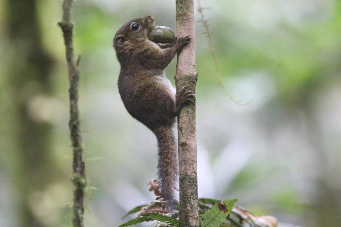 Nueva especie de ardilla