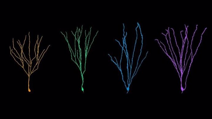 Dendritas. Las neuronas nacidas en adultos crecen más que sus contrapartes nacidas en la infancia.