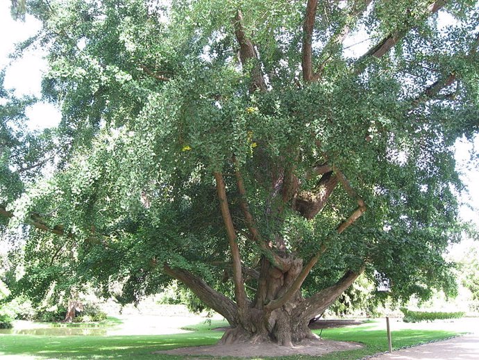 Los árboles milenarios envejecen muy lentamente pero no son inmortales