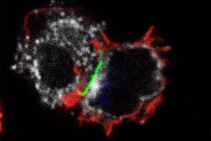 Un tipo de célula inmune llamada célula asesina natural similar a la memoria (derecha) atacando a una célula de leucemia (izquierda).