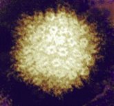 Foto: Un método antiviral contra el herpes allana el camino para combatir estas infecciones virales incurables