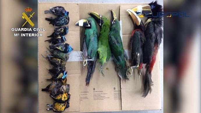 SEO/BirdLife actúa legalmente contra el tráfico ilegal de especies