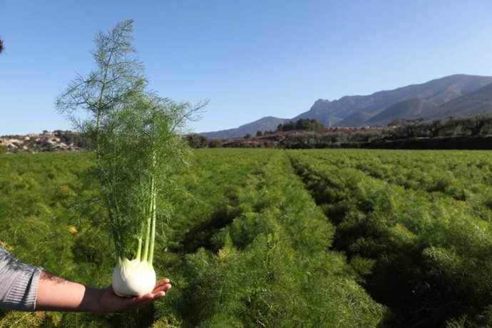 Agricultura ecológica