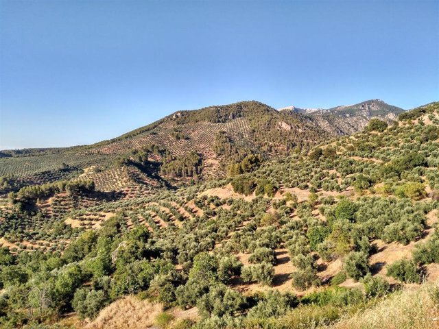 Paisaje d eolivar de la provincia de Jaén