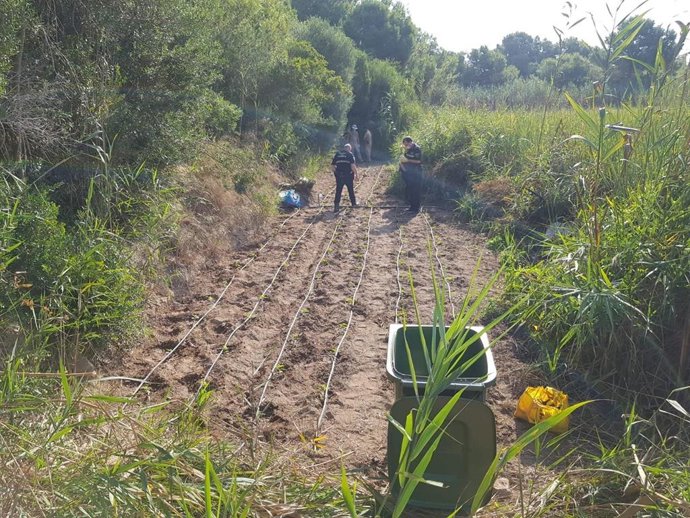 Plantación de marihuana en la reserva natural de El Palmar