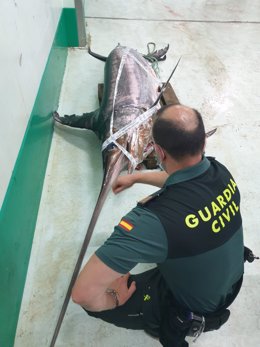 La Guardia Civil decomisa un pez espada de 245 kilos en A Coruña