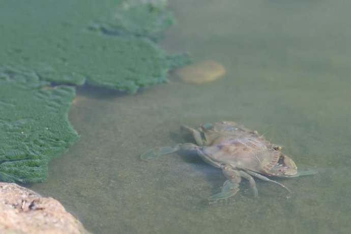 Almería.- Grupos ecologistas advierten a la Junta de la creciente presencia de c