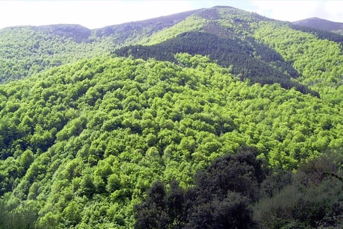 Los bosques riojanos almacenan 12,2 millones de toneladas de carbono en sus 176.