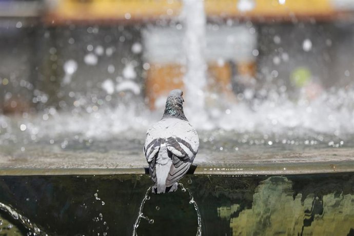 Una paloma en una de la fuentes gemelas de la Puerta del Sol en Madrid (España), a 29 de junio de 2020. El calor pone desde este lunes en aviso a una quincena de provincias de Andalucía, Castilla y León, Castilla-La Mancha, Extremadura y Madrid, por tem