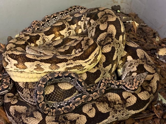 Naixen 11 cries de la boa de Madagascar en Bioparc